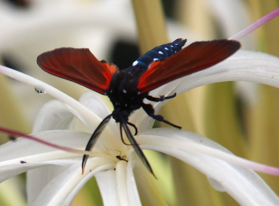 [This is a head on view of the moth with its wings extended to the sides. The moth has a blue body with white dots. Its wings are red. The antenna are blue and feathery except for the tips which are yellow. It is perched at the center of a spider lily bloom.]